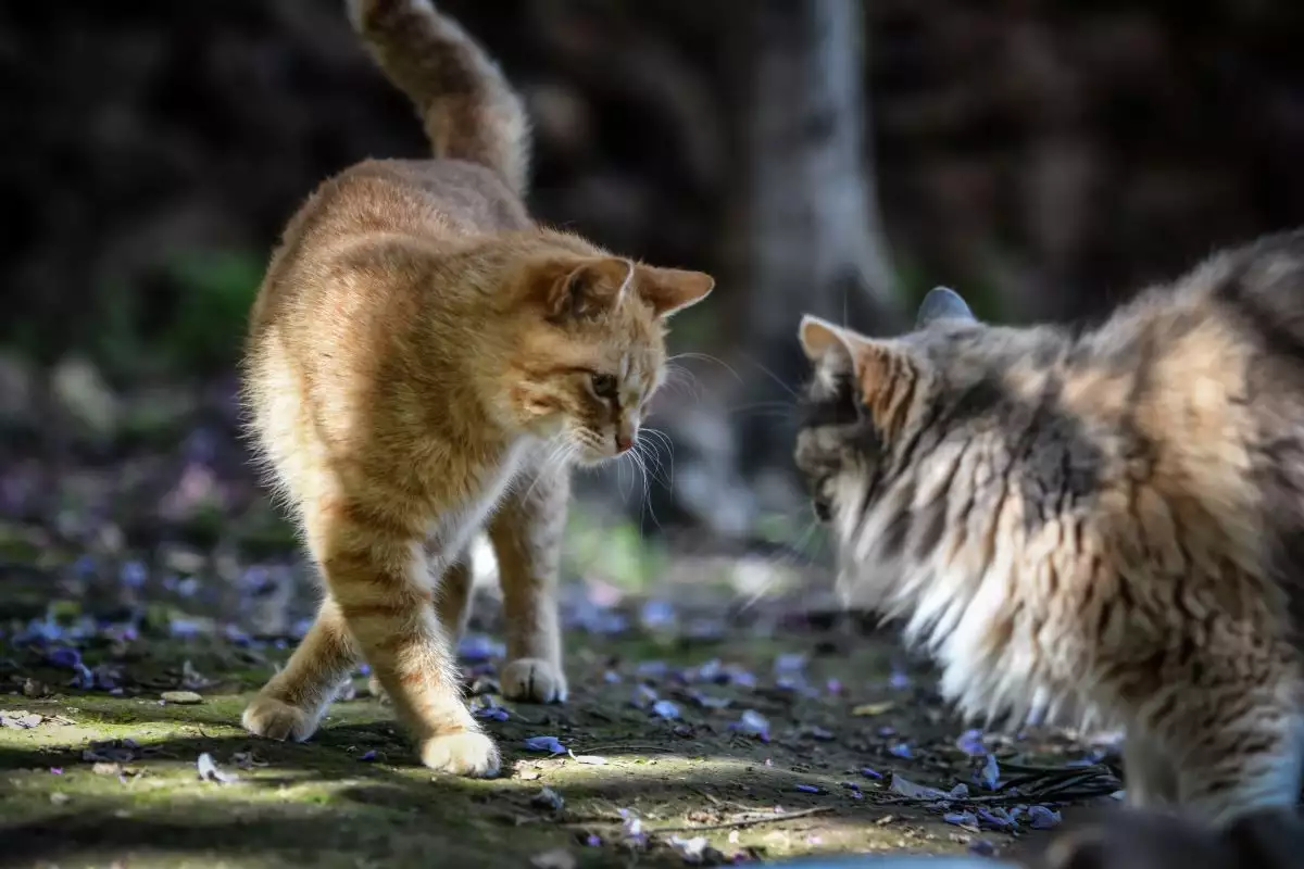 Βρετανία: 52χρονος σκοτώθηκε όταν στις ρόδες του ποδηλάτου του μπλέχτηκαν γάτες που μάλωναν