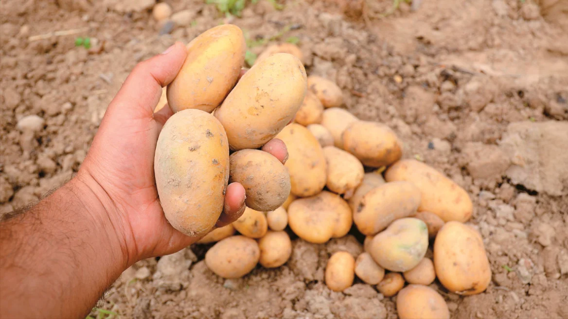 Η κλιματική αλλαγή «χτυπά» την Ελλάδα: Λίγο το λάδι, μικρές οι πατάτες, πλήγμα σε παραγωγές