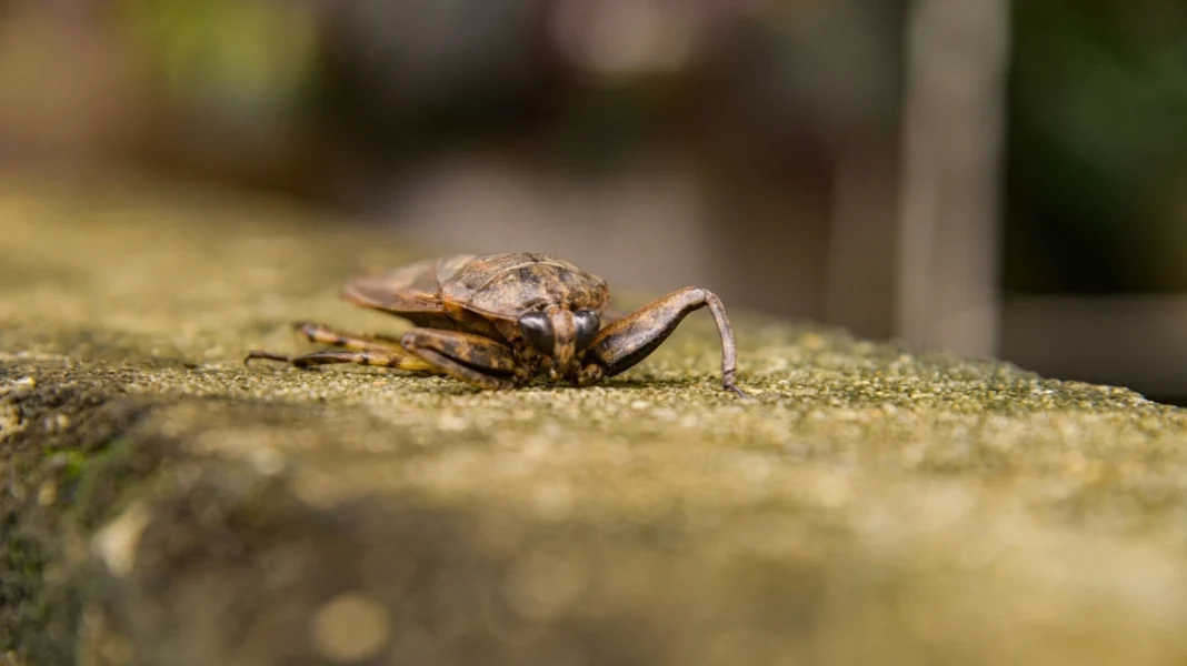 Ικαρία: Εντοπίστηκε σπάνιο, δηλητηριώδες έντομο σε παραλία