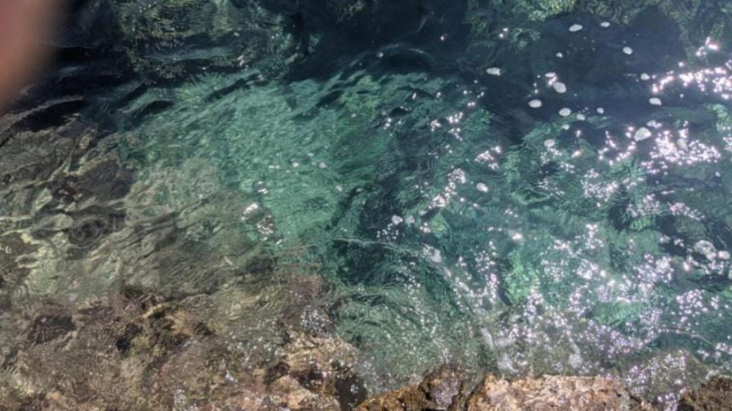 Ψαροντουφεκάς εντόπισε πνιγμένο σκύλο που τον είχαν δέσει και του έβαλαν μεγάλη πέτρα στον λαιμό