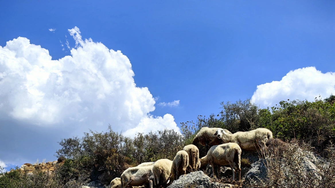 Κέλλας: Με τη συνεργασία των κτηνοτρόφων μας, θα εκριζώσουμε την πανώλη