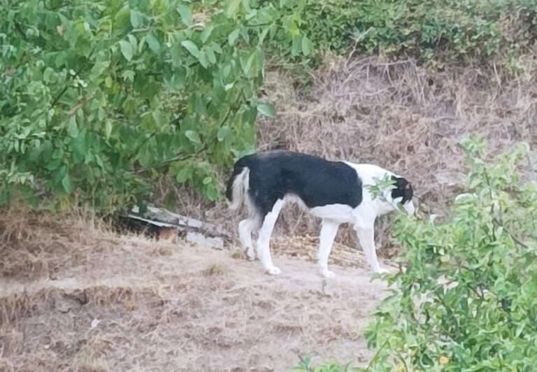 Αδέσποτο τσομπανόσκυλο επιτέθηκε και δάγκωσε δύο οκτάχρονα παιδιά