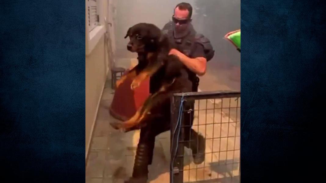 Αστυνομικοί έσωσαν σκύλο μέσα από σπίτι που φλεγόταν