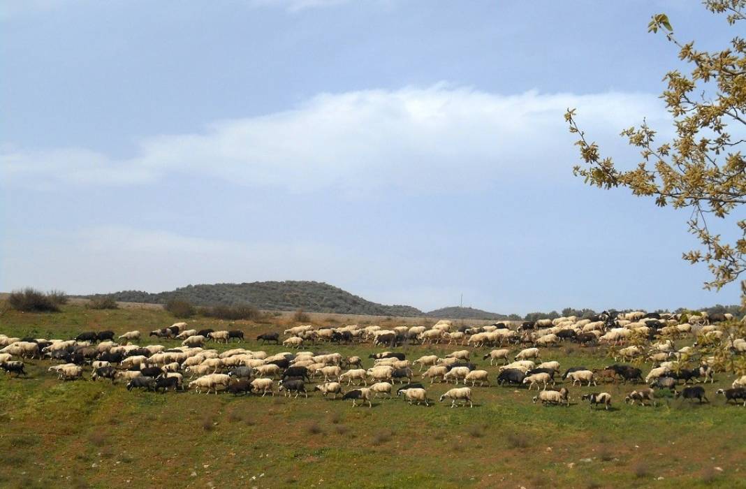 Ο Δήμος Οροπεδίου Λασιθίου σε επαγρύπνηση για την πανώλη των αιγοπροβάτων