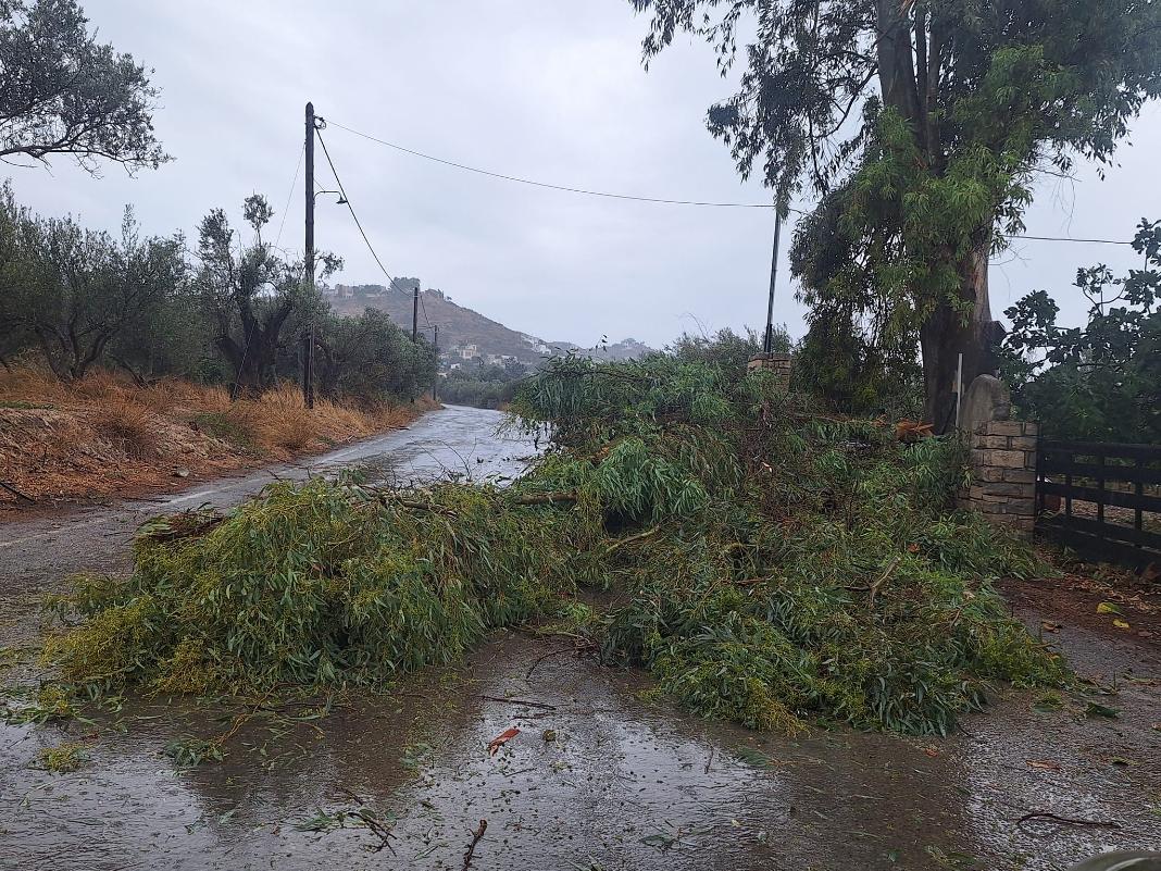 Ηράκλειο: Πτώσεις δέντρων και κλαδιών από την κακοκαιρία – «Άγιο» είχε παραγωγός