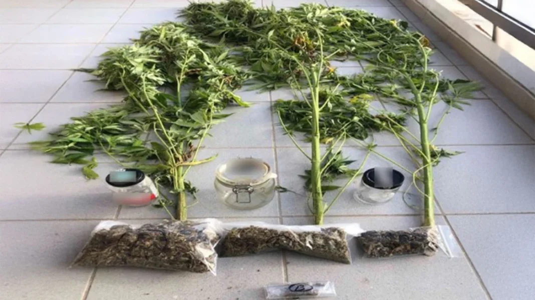 Στέλεχος δήμου είχε χασισόδεντρα και κάνναβη στα σπίτια του