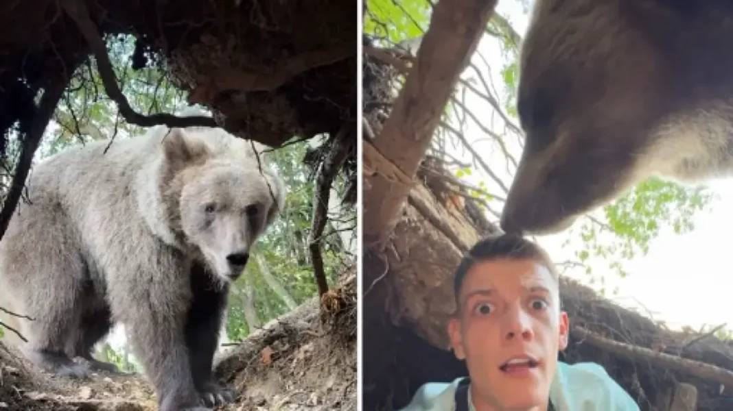 Σέρβος influencer που τραβούσε βίντεο από φωλιά αρκούδας βρέθηκε αντιμέτωπος με την… ιδιοκτήτριά της