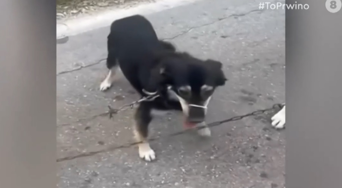 Μπορεί να μην ήταν καλή εικόνα αλλά δεν έτρεχα, λέει ο ιερέας που έσερνε σκυλιά πίσω από το βανάκι του