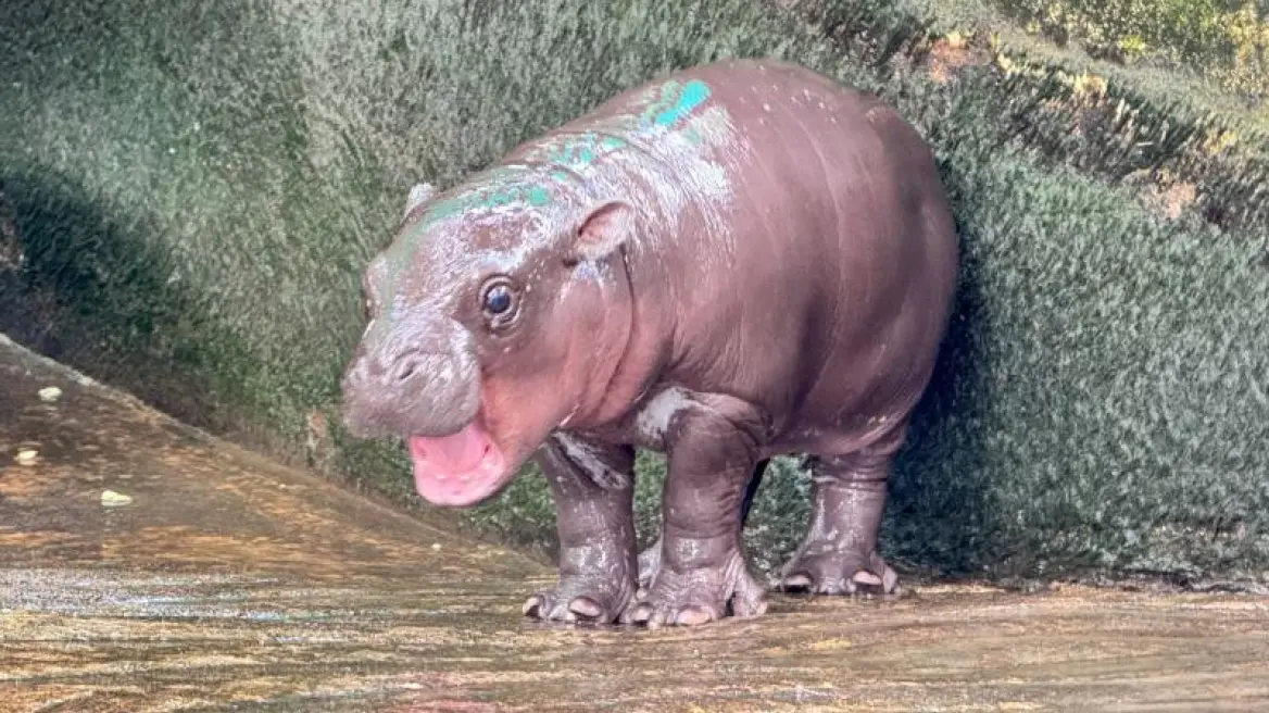 Moo Deng: To υπέροχο ιπποποταμάκι που έχει εξελιχθεί σε σταρ των social media και οι… κίνδυνοι της διασημότητας