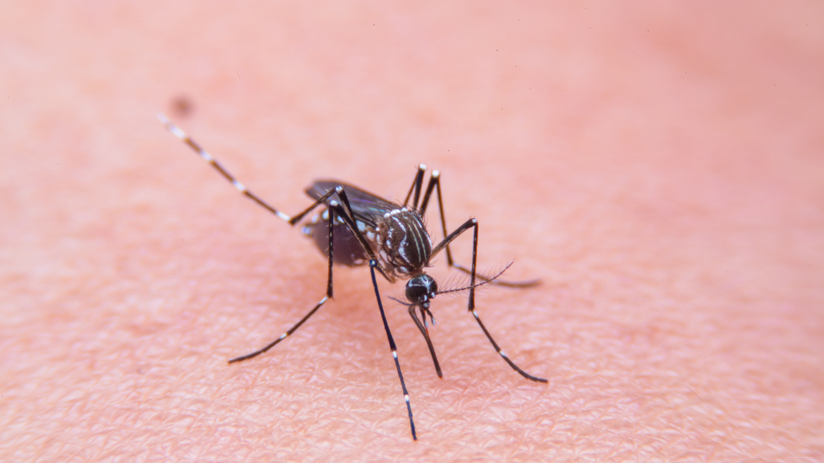 Ιός του Δυτικού Νείλου: Οκτώ νεκροί την τελευταία εβδομάδα