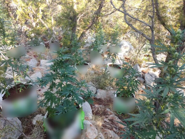Εξαρθρώθηκε εγκληματική οργάνωση που διακινούσε ναρκωτικά – Εκριζώθηκε φυτεία, συνελήφθησαν 4 άτομα
