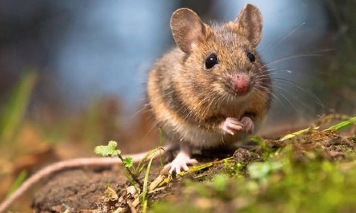 Το γεύμα στο αεροπλάνο είχε...ποντικό - Άνω κάτω η πτήση