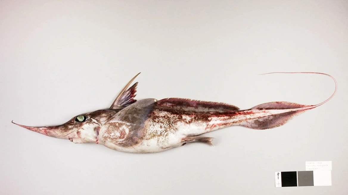 Νέα Ζηλανδία: Ερευνητές ταυτοποίησαν ένα νέο είδος «καρχαρία φαντάσματος»