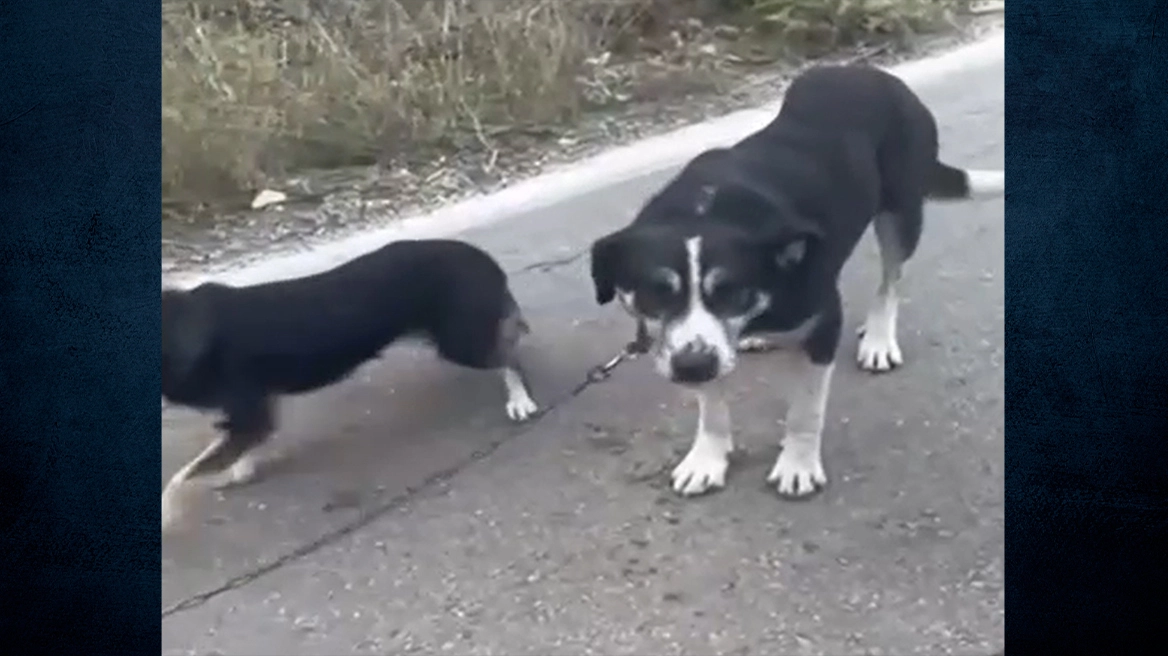Ιερέας αλυσόδεσε δύο σκυλιά και τα έσερνε στο βανάκι του (βίντεο)