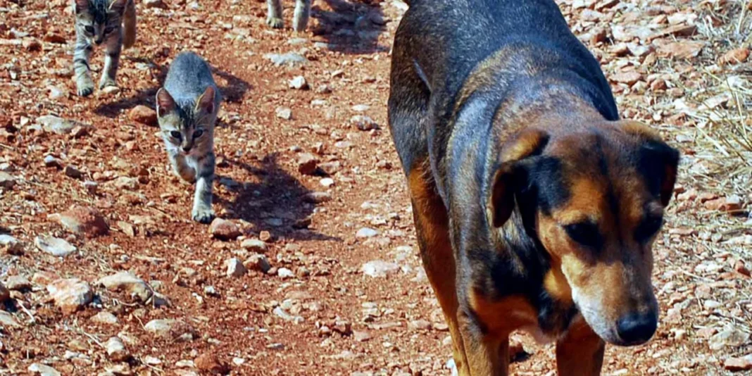 Κτηνωδία σε χωριό: Έριξαν φόλες σε σκυλιά και γατιά – Τα άτυχα ζώα ξεψυχούσαν σε δρόμους και αυλές
