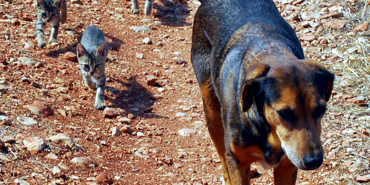 Κτηνωδία σε χωριό: Έριξαν φόλες σε σκυλιά και γατιά – Τα άτυχα ζώα ξεψυχούσαν σε δρόμους και αυλές