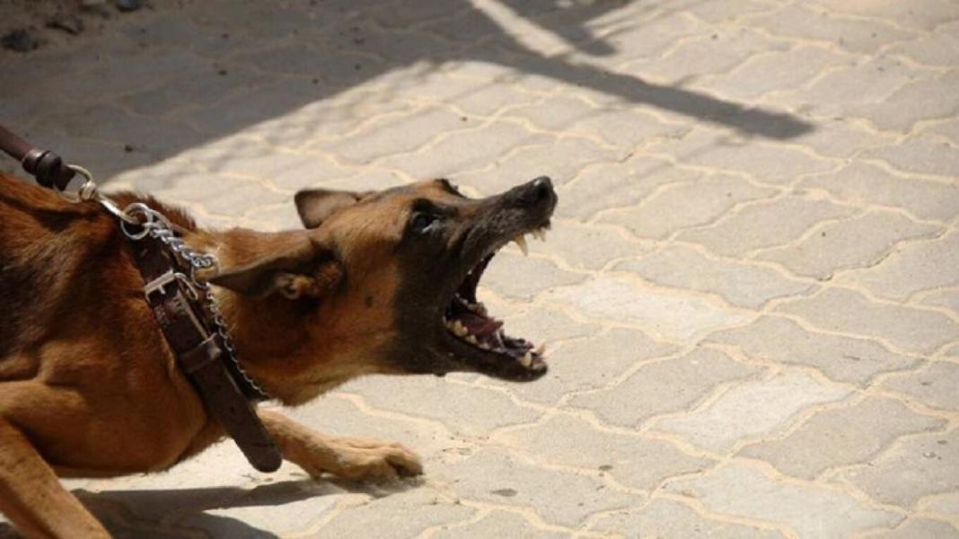 Στο Αυτόφωρο η 49χρονη ιδιοκτήτρια του σκύλου που δάγκωσε δύο άτομα