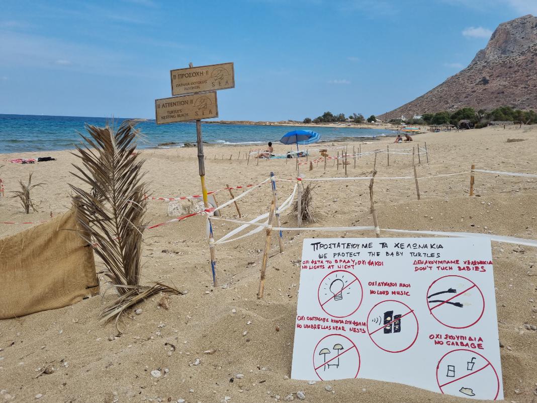 Δημόσια εκσκαφή φωλιών θαλασσίων χελωνών Caretta caretta στην Παχιά Άμμο