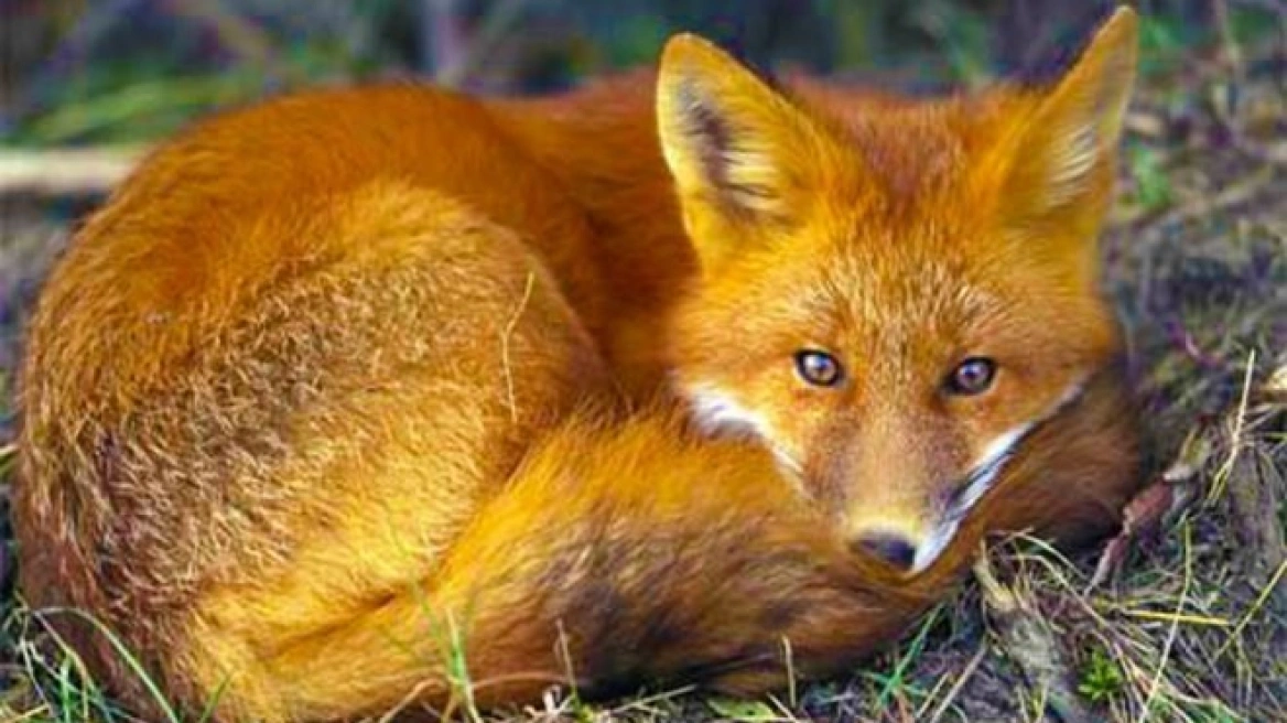 Πυροβόλησαν και κρέμασαν αλεπού και τσακάλι στη Μάνη