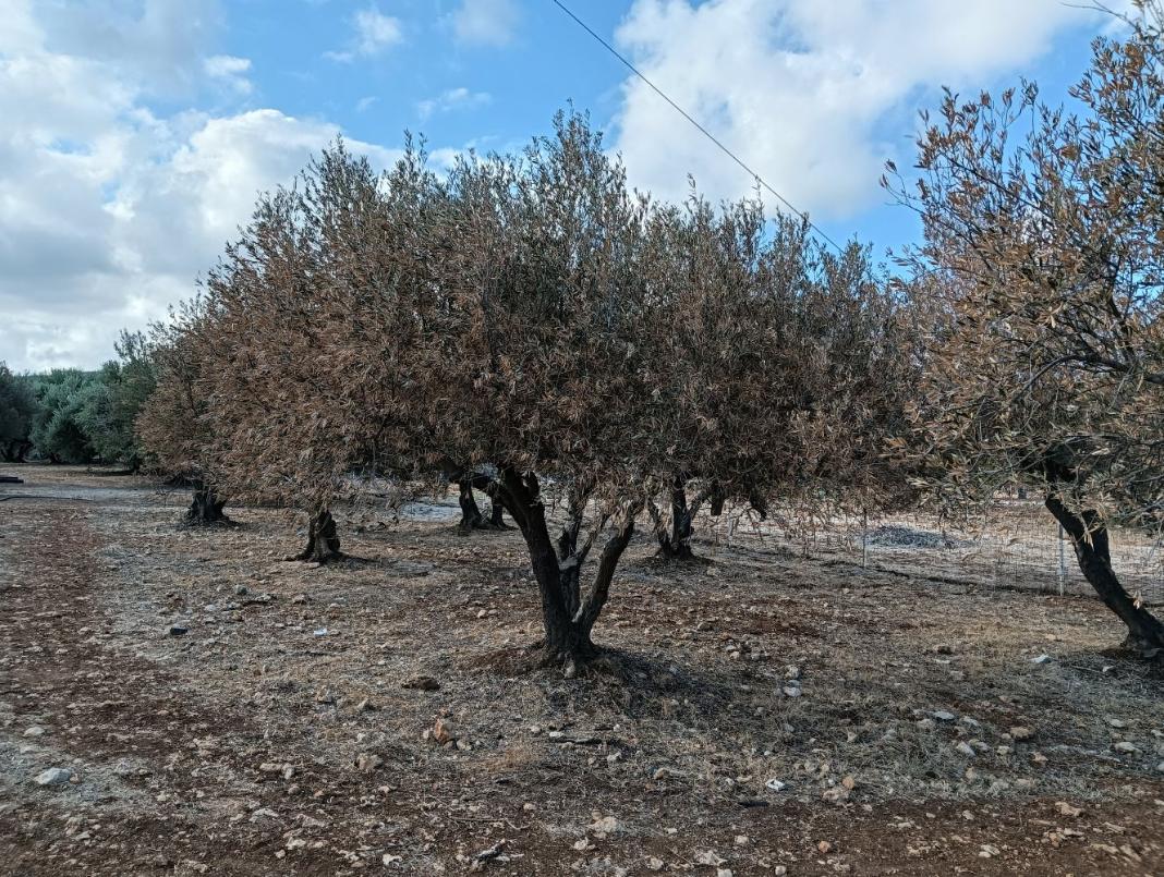 Αυτοψία σε ελαιώνες από τον Αντιπεριφερειάρχη Αγροτικής Οικονομίας Στ. Τζεδάκη