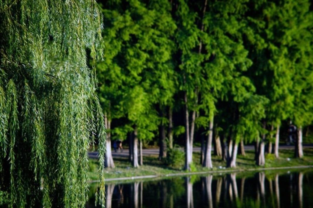 Σε ποια πόλη χρησιμοποιούν τα δέντρα σαν «φάρμακο»