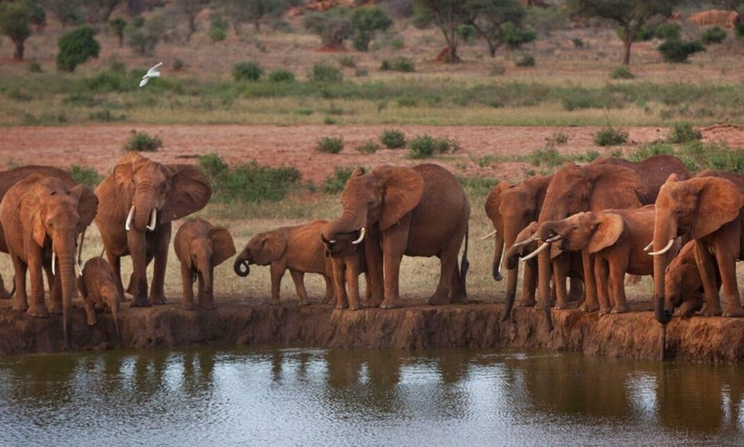 WWF: Δραματική μείωση 73% των πληθυσμών άγριας ζωής σε μόλις 50 χρόνια