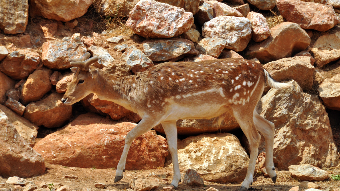 Ρόδος: Είδαν κυνηγούς να σκοτώνουν ελάφι και τους κυνήγησαν
