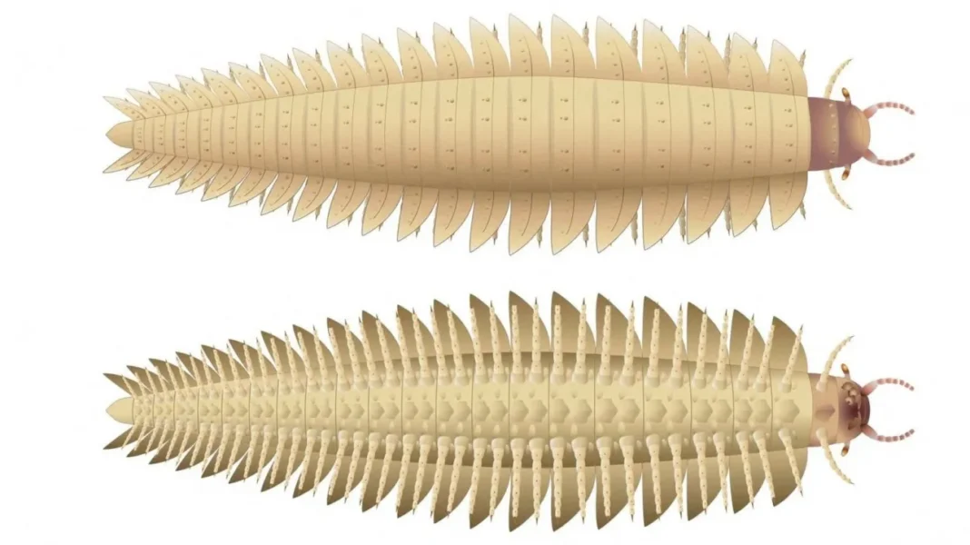 Ένα «τέρας» 2,7 μέτρων και 50 κιλών, με 64 πόδια – Αυτό ήταν το μεγαλύτερο έντομο που έζησε ποτέ