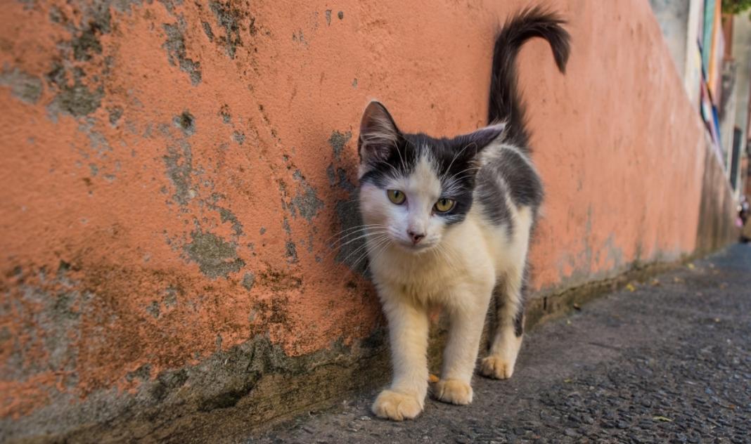 Άνδρας σκότωσε με μαχαίρι γατάκι