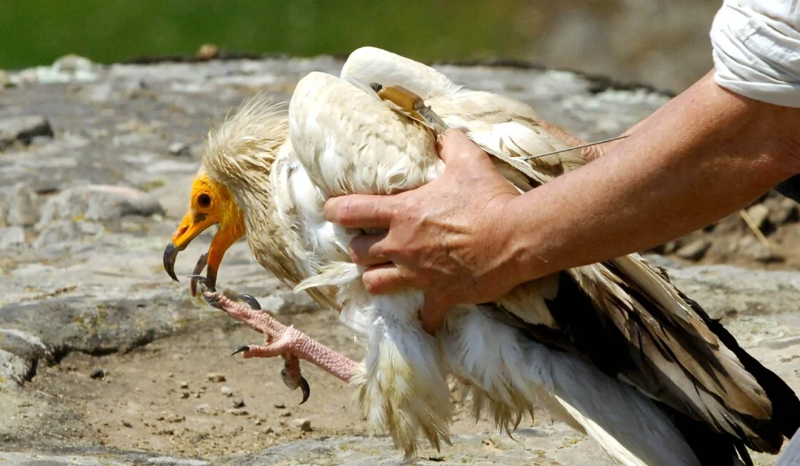 Χάθηκε ο Ίωνας, ο νεαρός Ασπροπάρης από τα Μετέωρα, στο πρώτο του μεταναστευτικό ταξίδι
