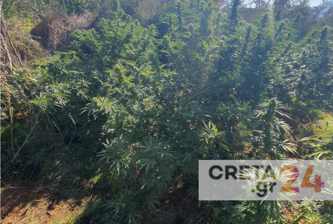 Κρήτη: Εντόπισαν φυτεία με περισσότερα από 200 δενδρύλλια κάνναβης – Αναζητούνται οι καλλιεργητές