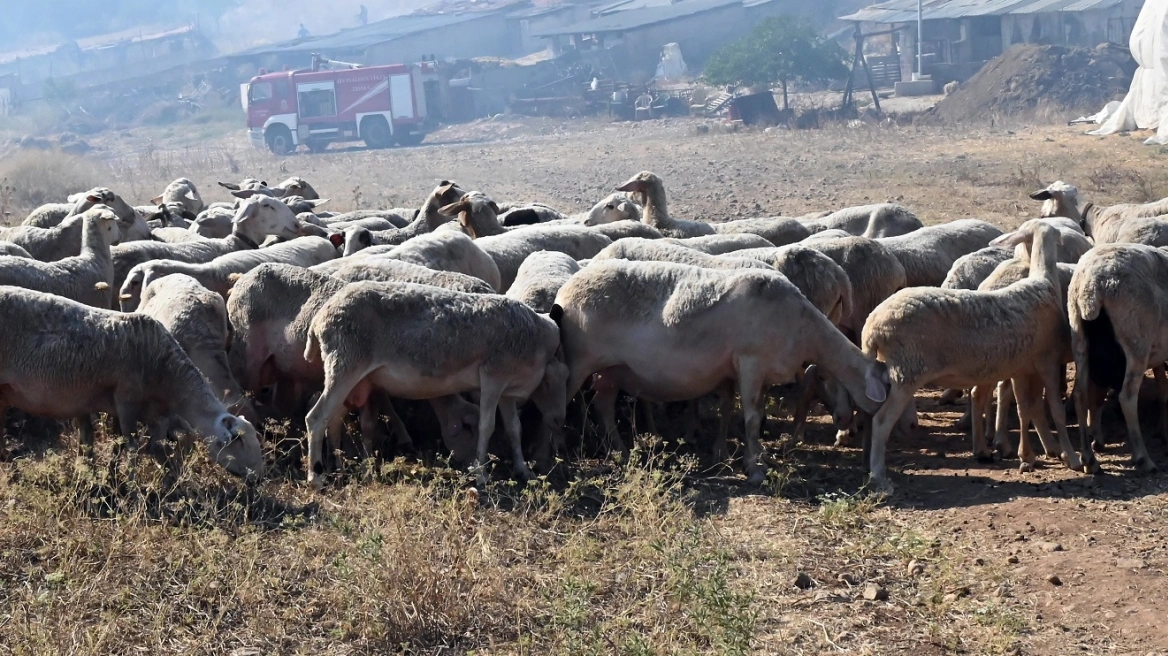Ευλογιά των προβάτων: Παρατείνονται τα μέτρα στην Κρήτη – Μέχρι πότε, τι ισχύει