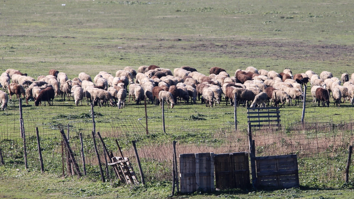 Ευλογιά των αιγοπροβάτων: Πέντε μέτρα προτείνουν οι ειδικοί για να ανοίξουν με ασφάλεια τα σφαγεία
