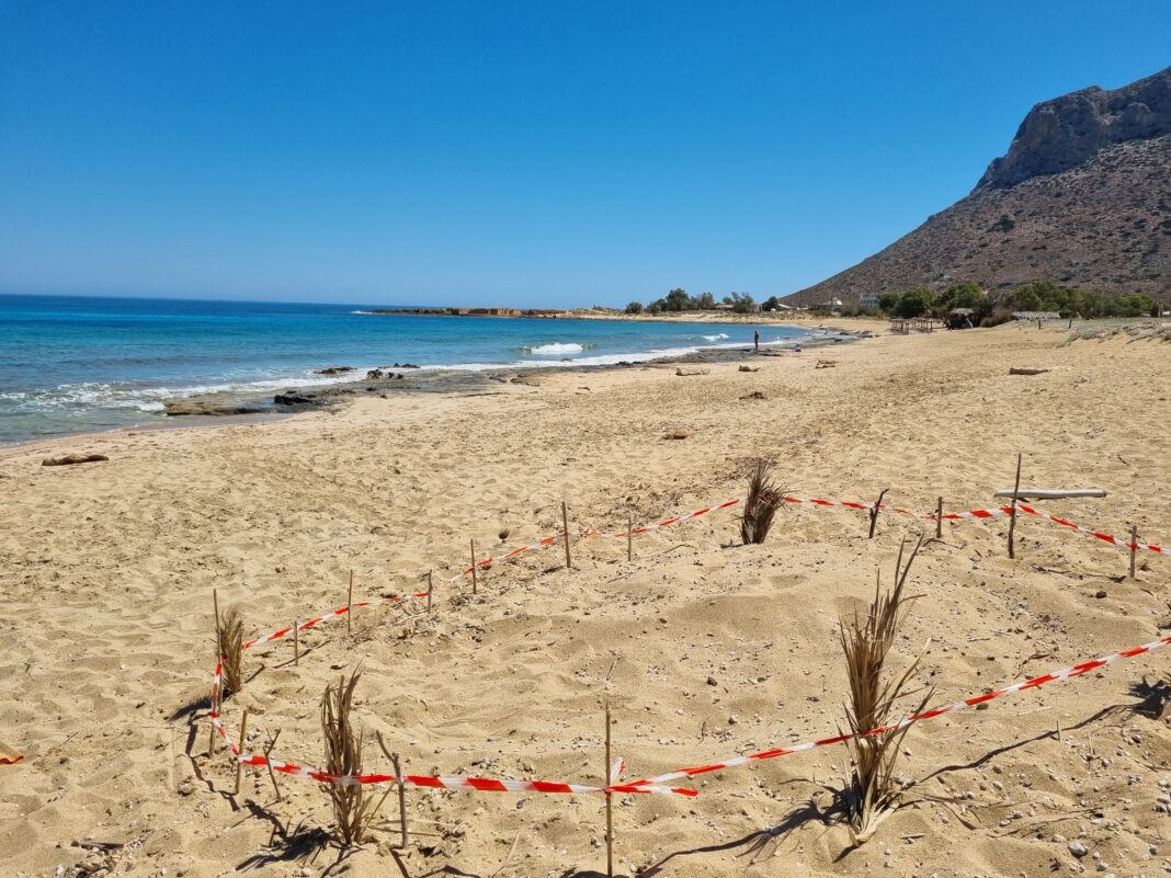 Εκσκαφή φωλιών Caretta Caretta στην Παχιά Άμμο