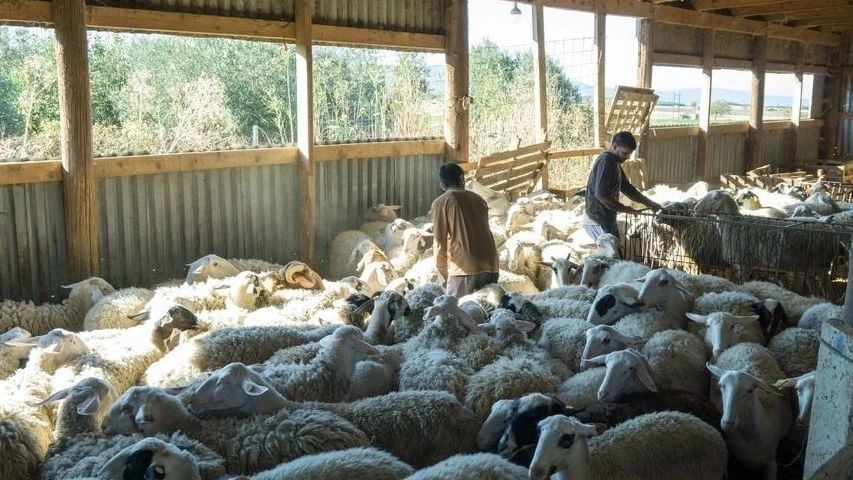 Ευλογιά αιγοπροβάτων: Εισαγγελική έρευνα στη Μαγνησία για τυχόν παραβίαση μέτρων πρόληψης