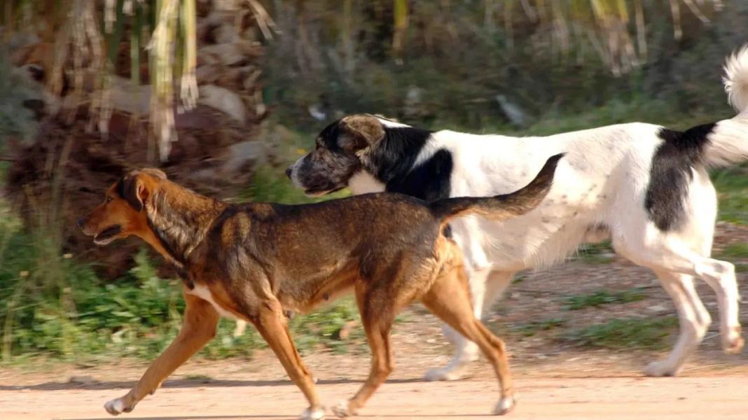 Βρέθηκαν νεκρά 13 σκυλιά και μία γάτα – «Ζητάμε την παραδειγματική τιμωρία των δραστών» λέει ο αντιδήμαρχος