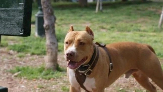 Στο νοσοκομείο 85χρονη ύστερα από επίθεση σκύλου – Υποβλήθηκε σε χειρουργική επέμβαση
