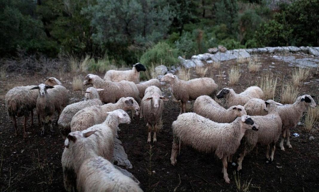 Δήλωση στοιχείων παραγωγής και εμπορίας ζωοτροφών