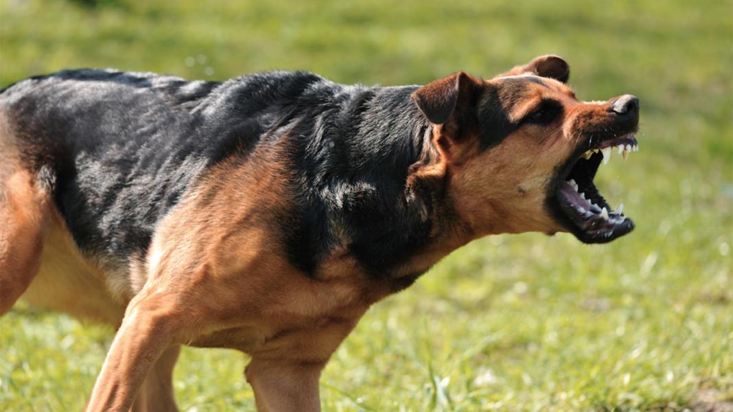 Σκύλος επιτέθηκε σε ηλικιωμένη και κατέληξε στο χειρουργείο