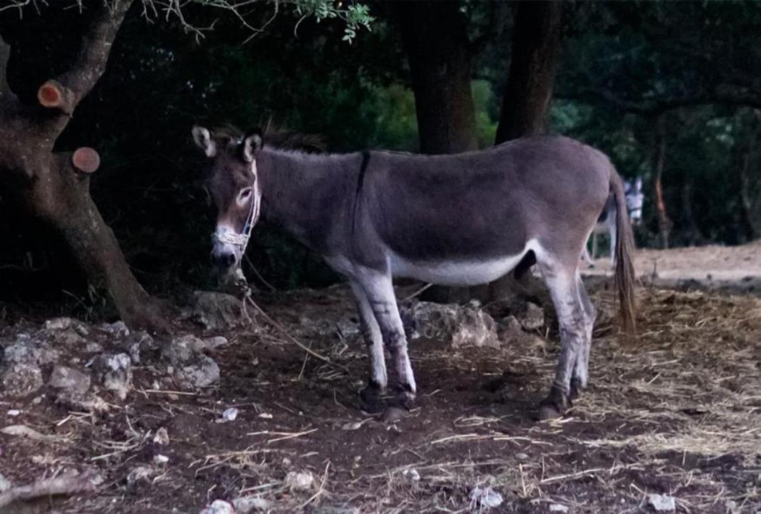 Αθώος 58χρονος που κατηγορείτο πως άφηνε άλογα και γαϊδουράκια δεμένα στο κρύο