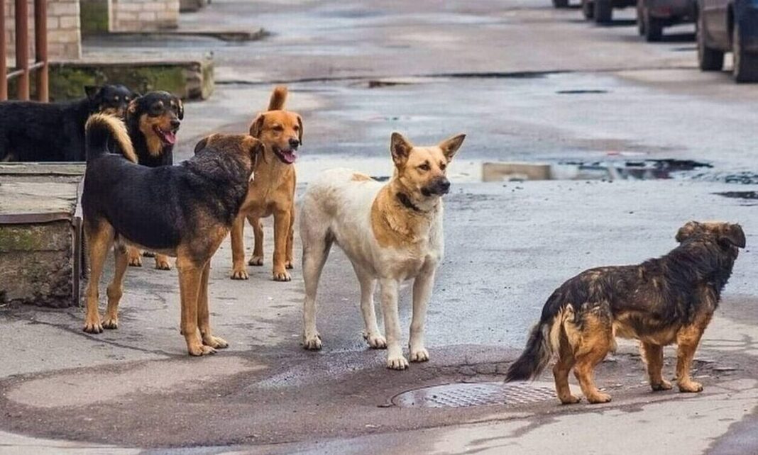 Τρόμος για 21χρονη από αγέλη αδέσποτων