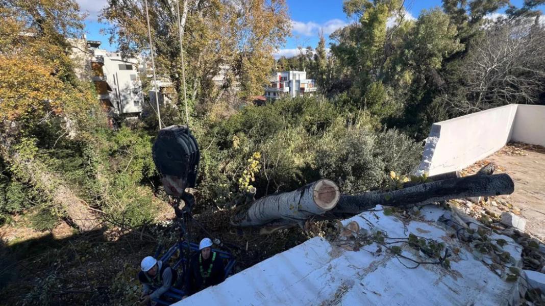 Λεύκα 20 μέτρων έπεσε πάνω σε σπίτι - Δείτε φωτογραφίες