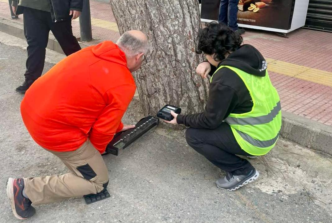 Έλεγχοι ασφάλειας δέντρων στον Δήμο Χερσονήσου