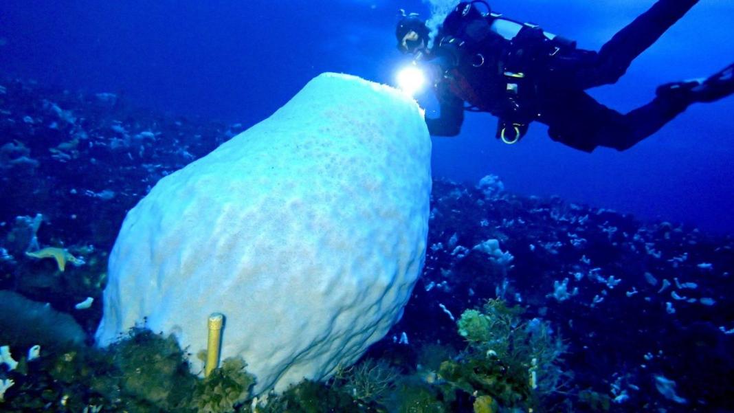 Αυτά τα τεράστια… ζώα φτάνουν την ηλικία των 15.000 ετών – Οι αρχαιότεροι κάτοικοι του πλανήτη