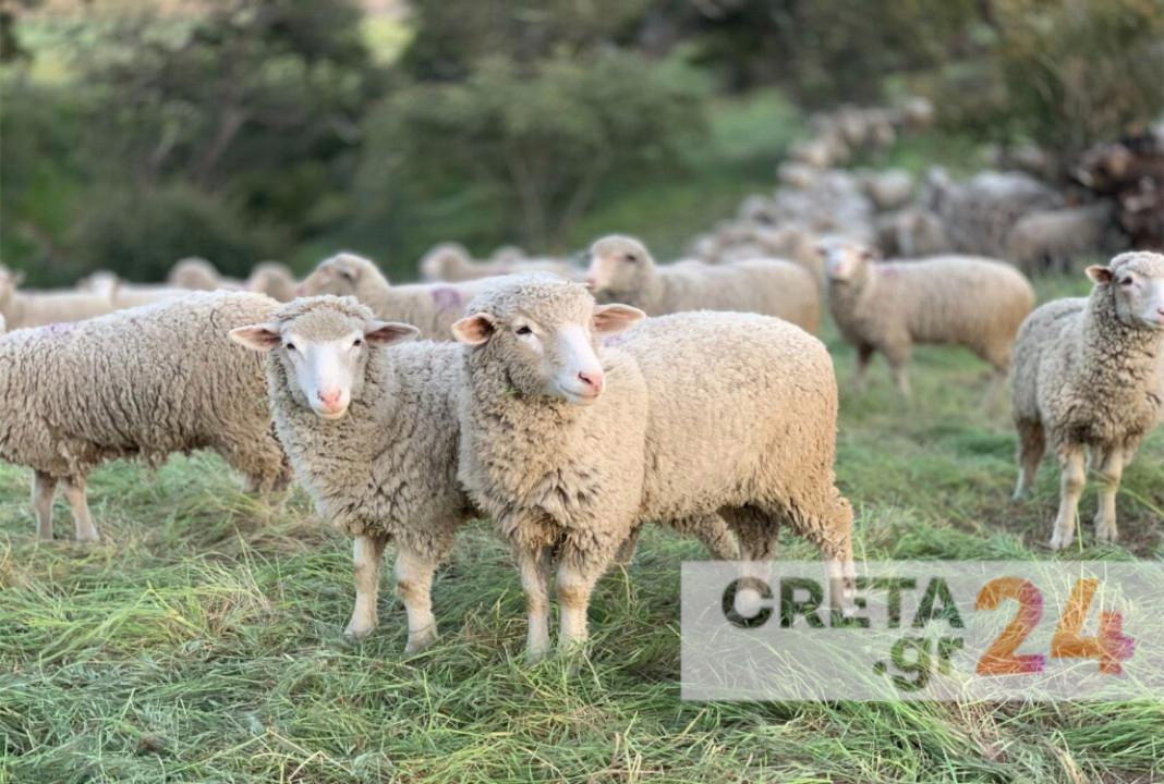 Κρίσιμη εβδομάδα για την τοπική κτηνοτροφία – Ενδεχόμενο διασποράς της ευλογιάς θα είναι εφιάλτης