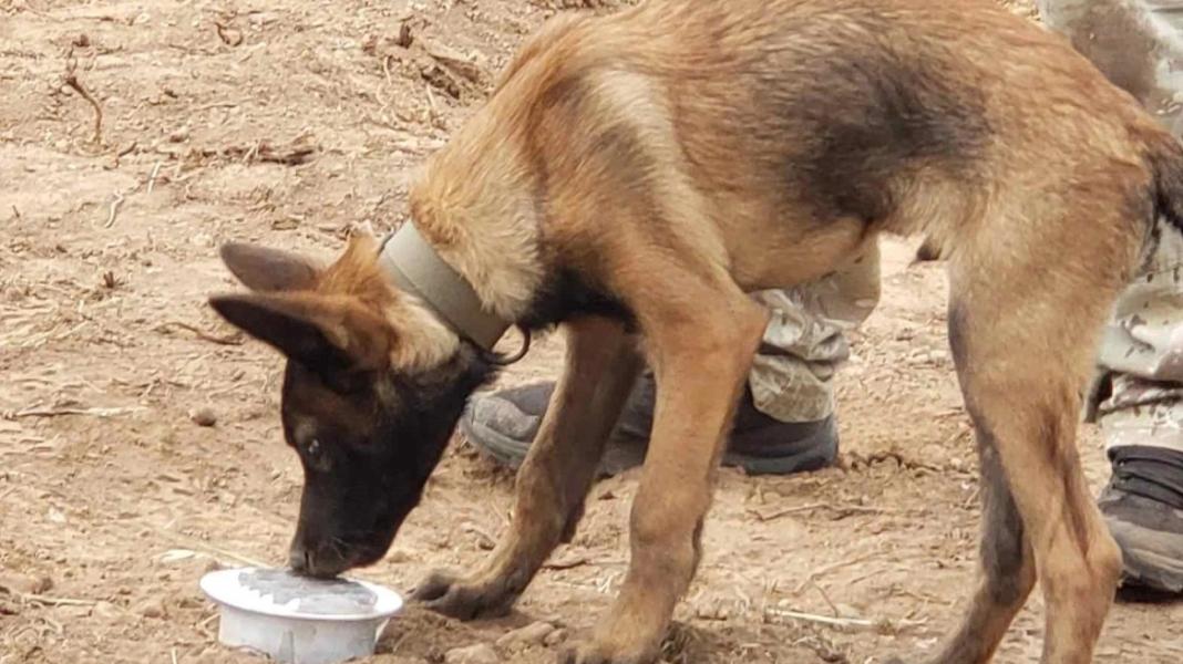 Συνελήφθη 65χρονος που πυροβόλησε και σκότωσε τρία σκυλιά – Ισχυρίστηκε πως του επιτέθηκαν