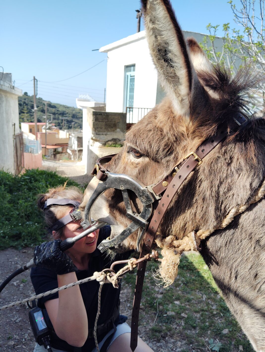 Κρήτη: Ξεκινά το εαρινό πρόγραμμα δράσεων για τη φροντίδα ιπποειδών