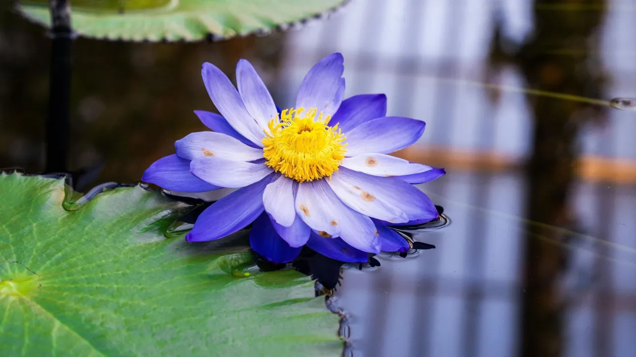Ψυχεδελικός μπλε λωτός της αρχαίας Αιγύπτου: Από τις λατρευτικές τελετές μέχρι τη σύγχρονη επιστήμη
