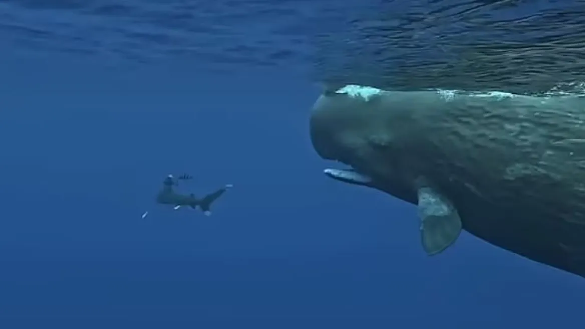 Απίστευτο βίντεο: Φάλαινες προστάτευσαν δύτη από επίθεση λευκοπτέρυγου καρχαρία στον Μαυρίκιο