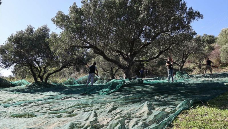 Τι γίνεται με την συνεργασία Δήμου Ηρακλείου και ΚΕΘΕΑ για τα δημοτικά ελαιόδεντρα